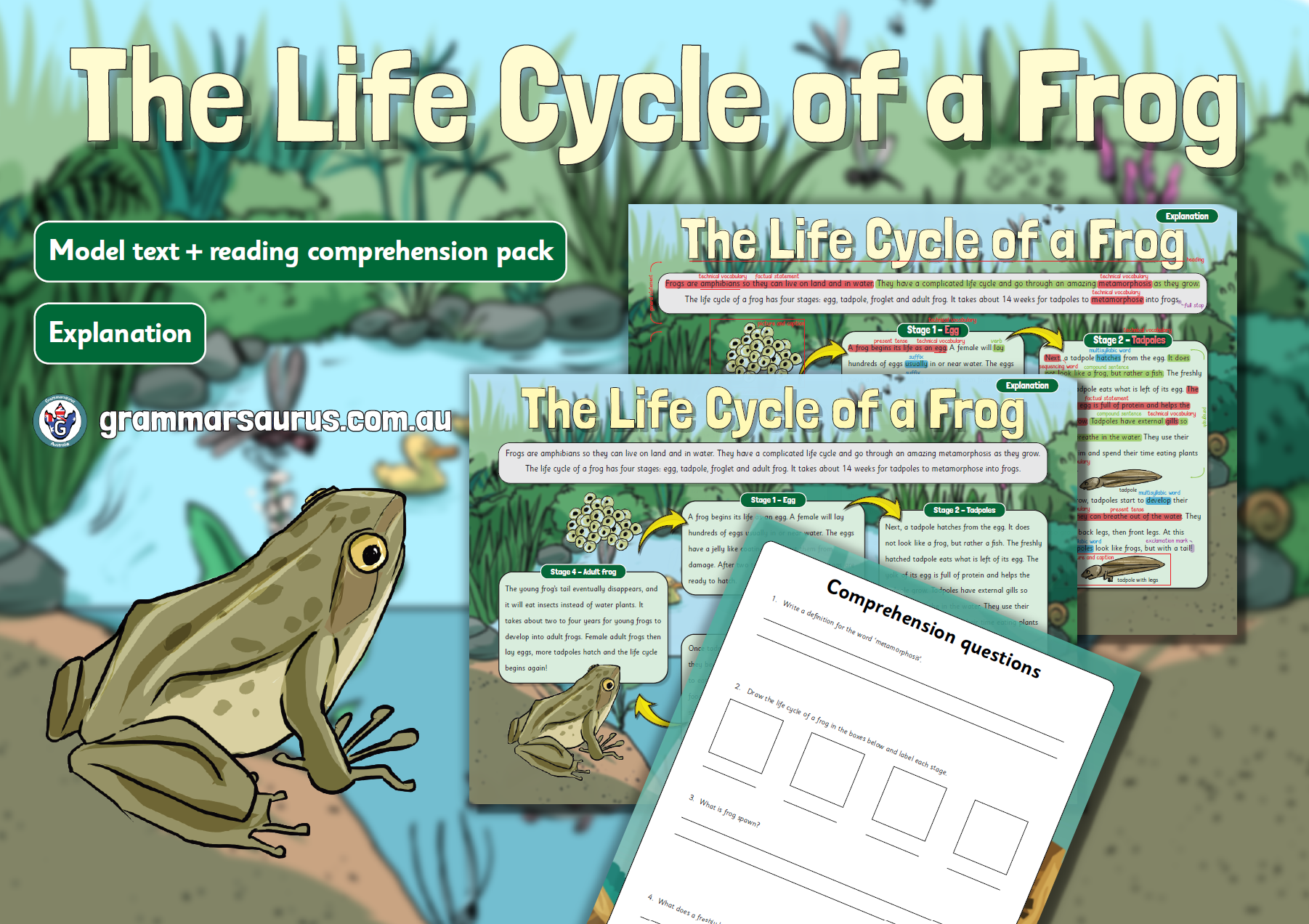 Year 3 Model Text – Explanation – The Life Cycle of a Frog ...